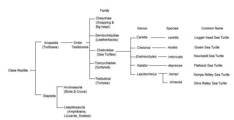 Green Sea Turtle Taxonomy